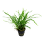 TROPICA MICROSORUM TRIDENT