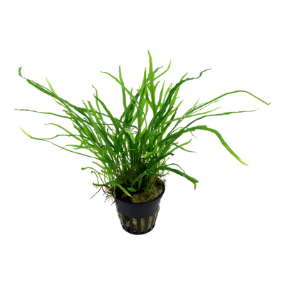 TROPICA MICROSORUM TRIDENT