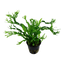 TROPICA MICROSORUM WINDELOV
