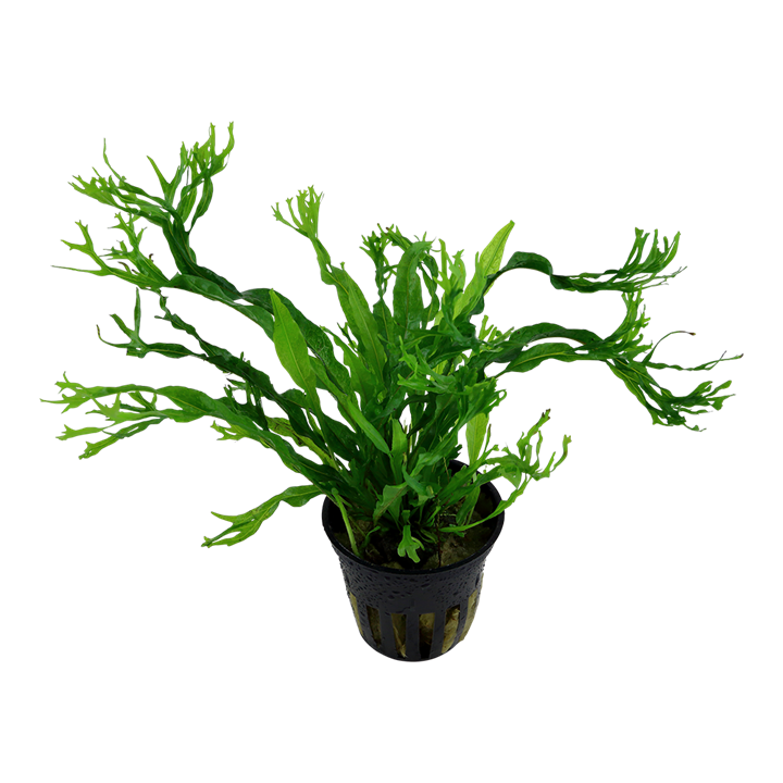 TROPICA MICROSORUM WINDELOV