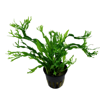 TROPICA MICROSORUM WINDELOV