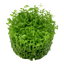 TROPICA MICRANTHEMUM MONTE CARLO