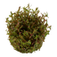 TROPICA ROTALA ROTINDIFOLIA HRA