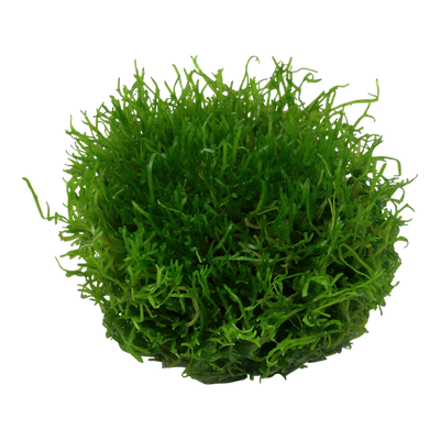 TROPICA RICCIA FLUITANS
