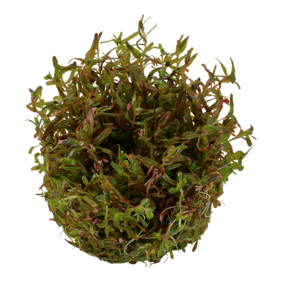 TROPICA ROTALA ROTUNDIFOLIA H'RA