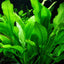 ECHINODORUS SUBULATUS POT PLANT