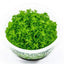 MONTECARLO TISSUE CULTURE CUP PLANT