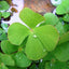 MARSILEA CRENATA POT PLANT