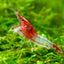 RILI SHRIMPS 1.5cm