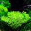 TROPICA RICCIA FLUITANS