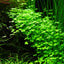 TROPICA HYDROCOTYLE TRIPARTITA
