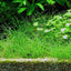 TROPICA ELEOCHARIS ACICULARIS