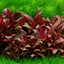 TROPICA ALTERNANTHERA REINECKII MINI