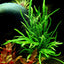 TROPICA MICROSORUM TRIDENT