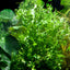 TROPICA MICROSORUM WINDELOV