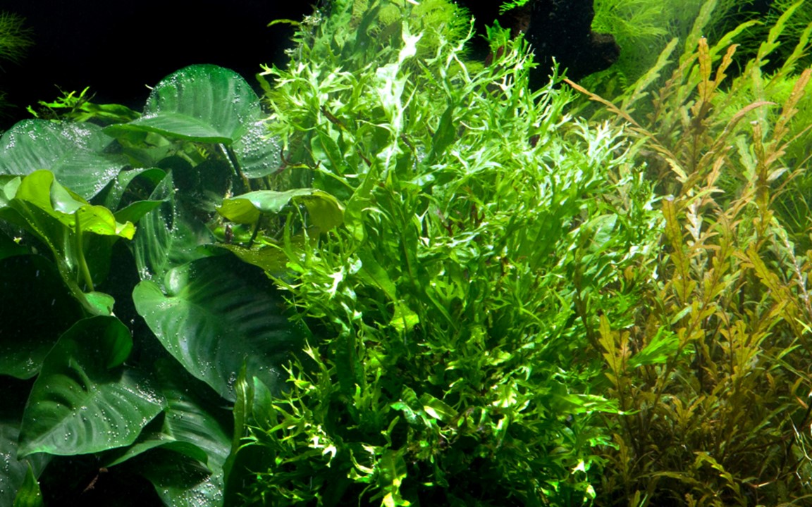 TROPICA MICROSORUM WINDELOV