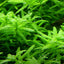 TROPICA ROTALA ROTUNDIFOLIA GREEN
