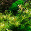 TROPICA ROTALA ROTINDIFOLIA HRA