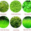 PLANT SEED PACKET