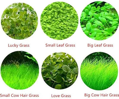 PLANT SEED PACKET