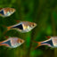 HARLEQUIN RASBORA