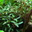 TROPICA BUCEPHALANDRA SP RED