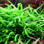 TROPICA MICROSORUM TRIDENT