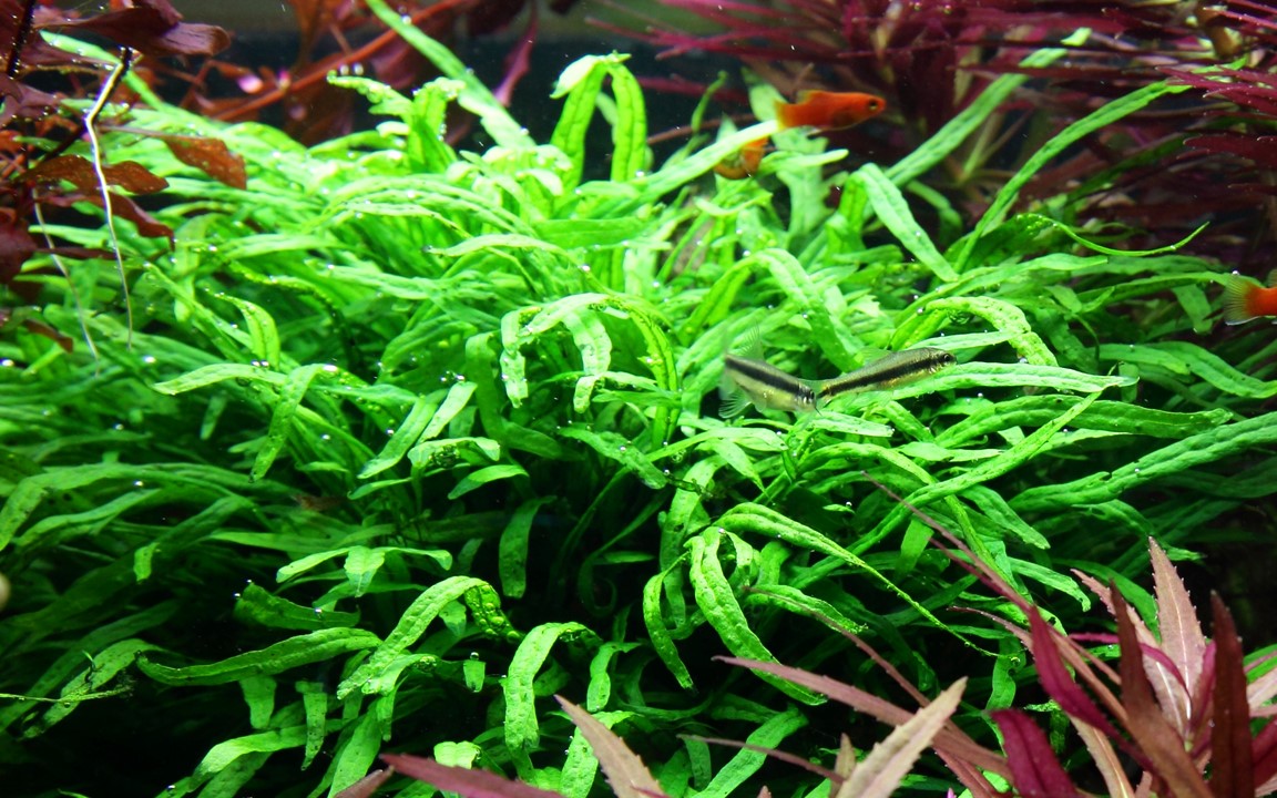 TROPICA MICROSORUM TRIDENT