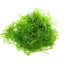 MOSS IN CUP