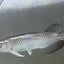 Pearl Arowana Fish 18cm pearl arowana Fish 25 cm