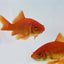 COMET FISHES MIX