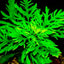 HYGROPHILA DIFFORMIS POT PLANT