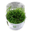 TROPICA HELANTHIUM TENELLUM GREEN
