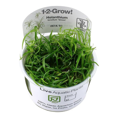TROPICA HELANTHIUM TENELLUM GREEN