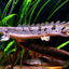 TIGER BICHIR 15-18cm