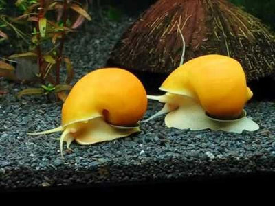APPLE SNAIL