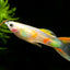 LYRETAIL GUPPY MALE