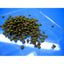 ISTA SHRIMP FOOD 20G
