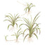 TROPICA HELANTHIUM TENELLUM GREEN