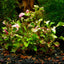 Alternanthera Bettzickiana Green Pot Plant