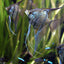 ANGEL FISH MIX