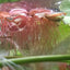 PHYLLANTHUS FLUITANS RED FLOATING PLANT