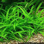 SAGGITARIA SUBULATA POT PLANT