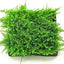 MOSS IN CUP