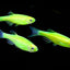 beginner fish