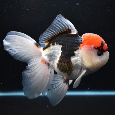 ORANDA TRI COLOR 7-8cm