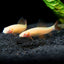 RAINBOW SHARK FISH