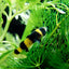 BUMBLEBEE GOBY