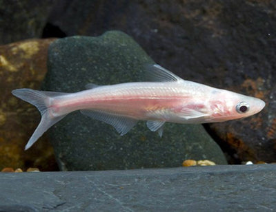 ALBINO PENGASIUS SHARK