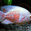 OSCAR FISH BIG